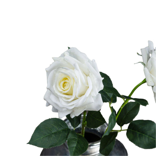 Large White Garden Rose