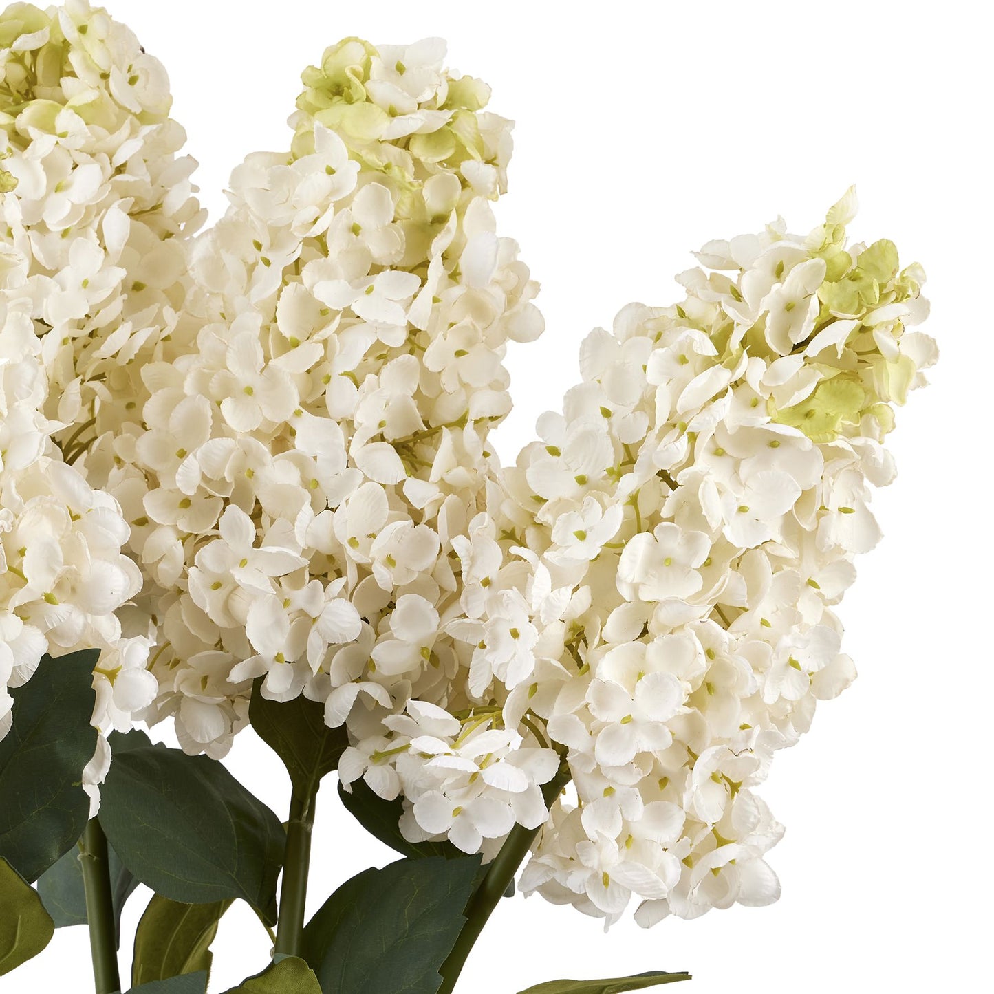 White  Spear Hydrangea