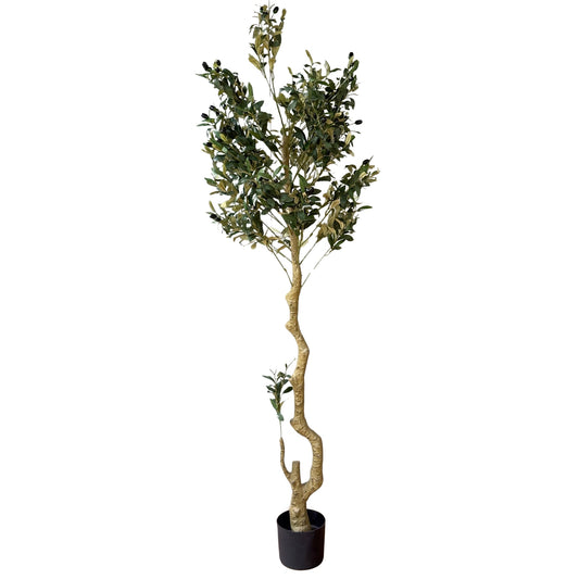 Calabria Large Olive Tree