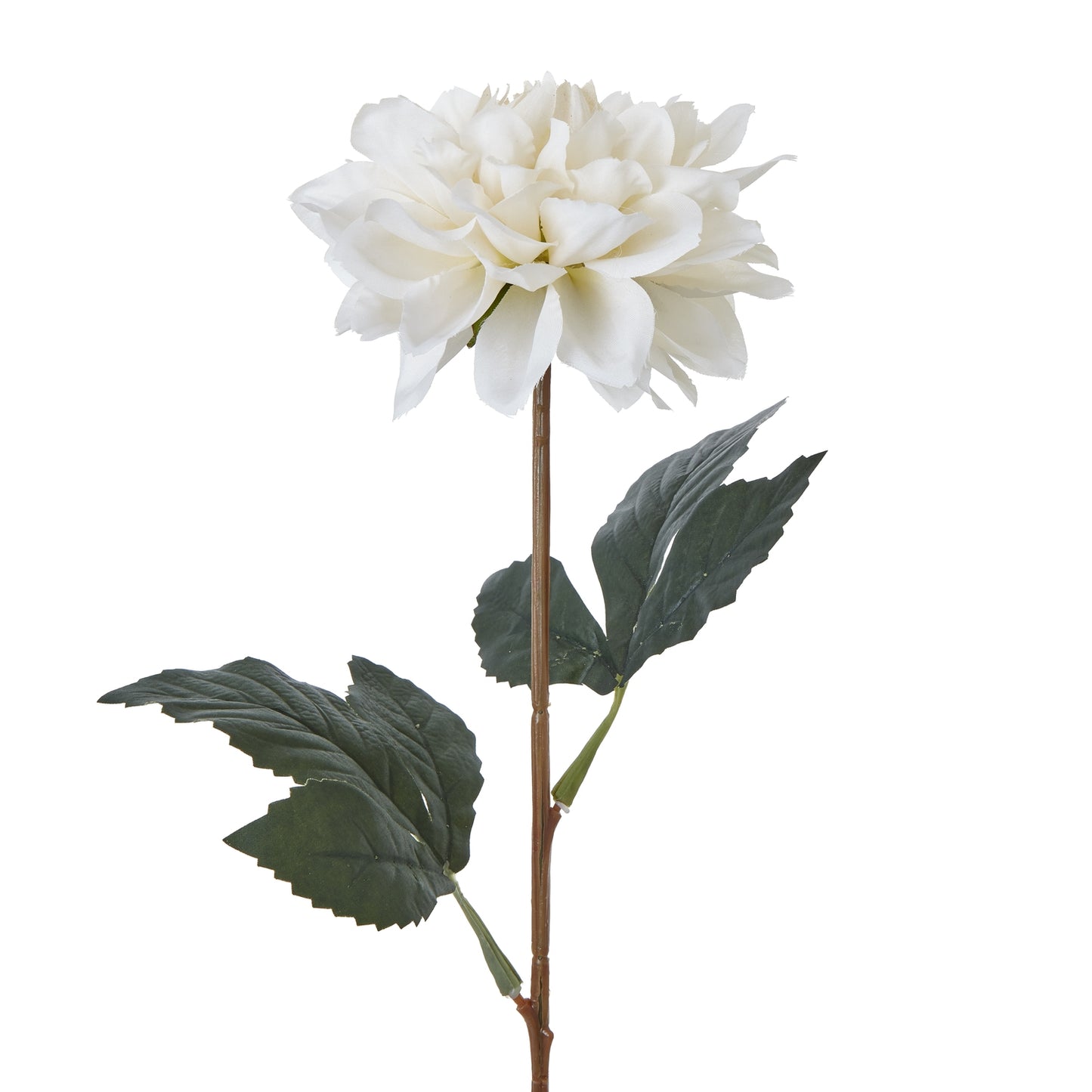 The Natural Garden Tall White Dahlia