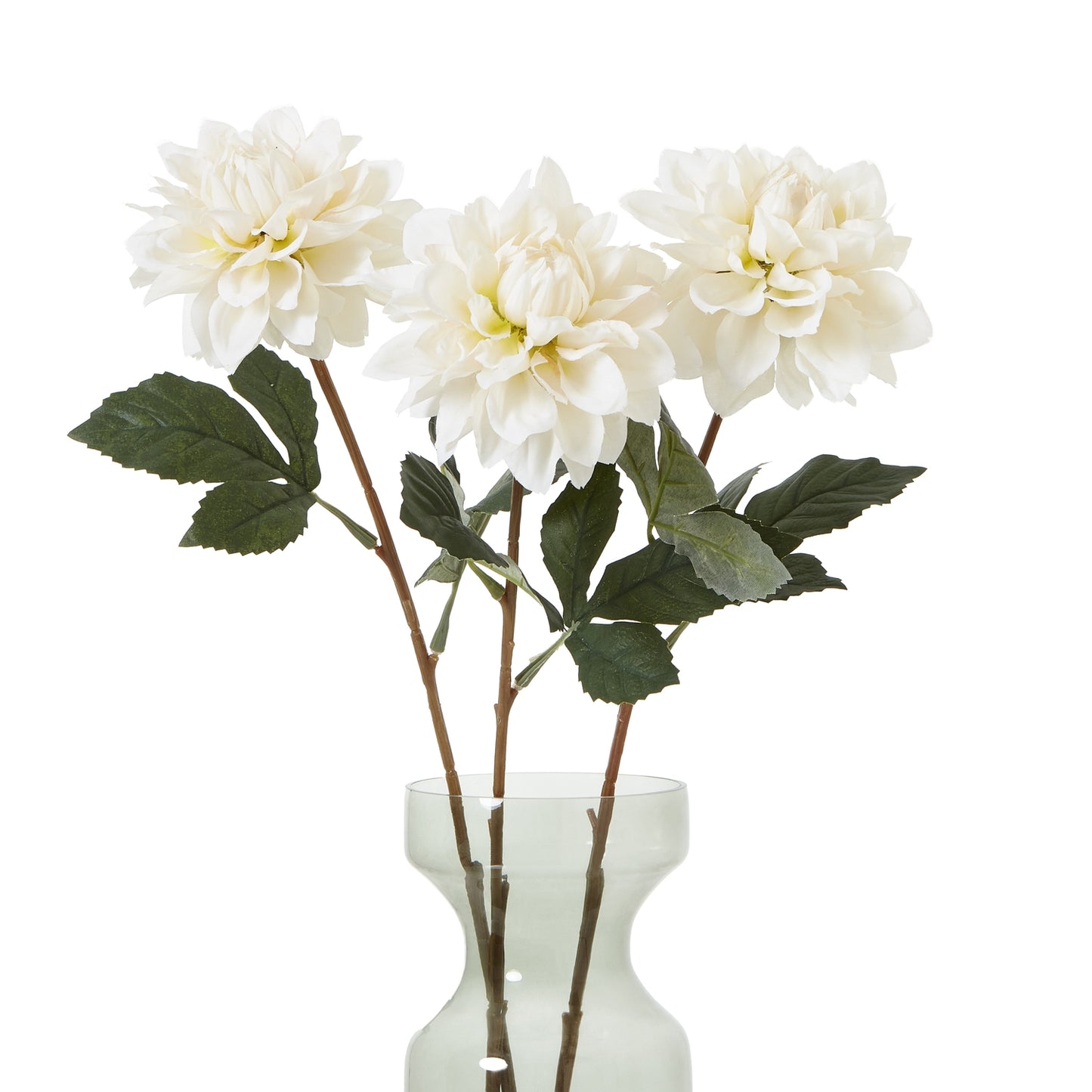 The Natural Garden Tall White Dahlia