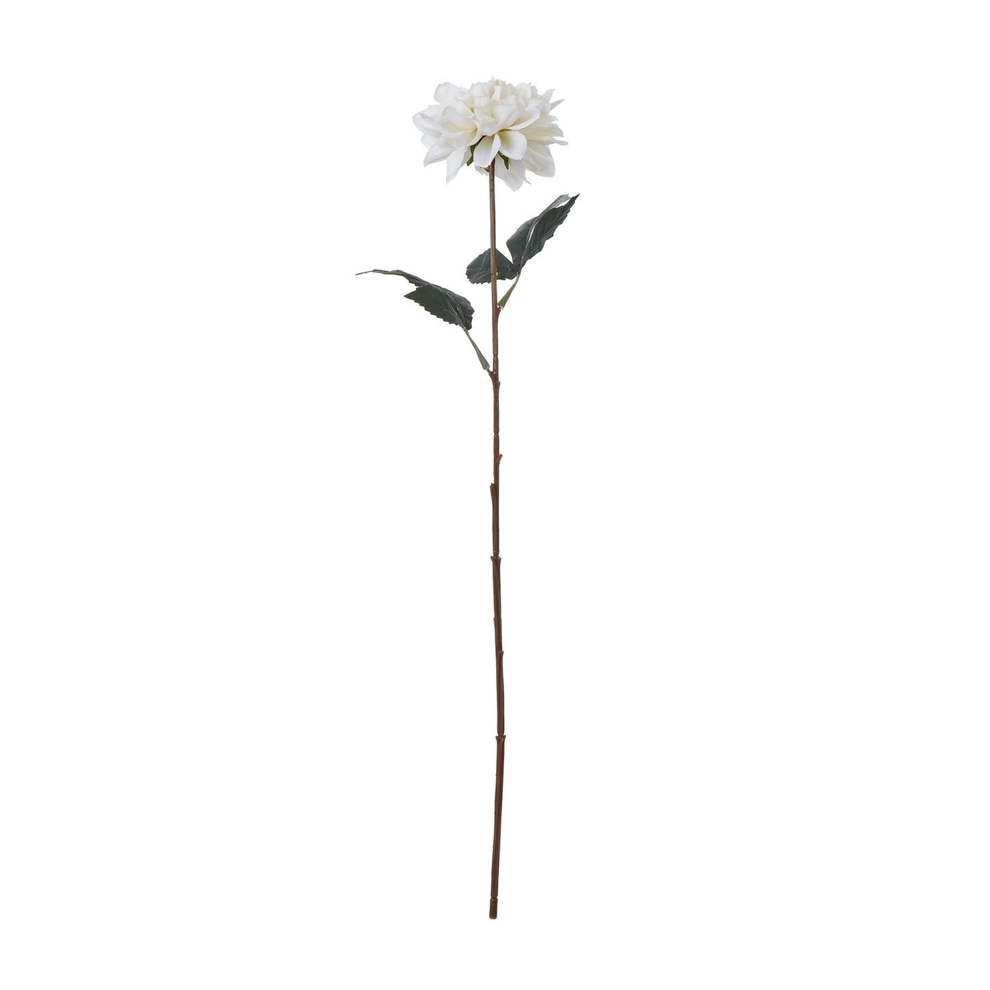 The Natural Garden Tall White Dahlia