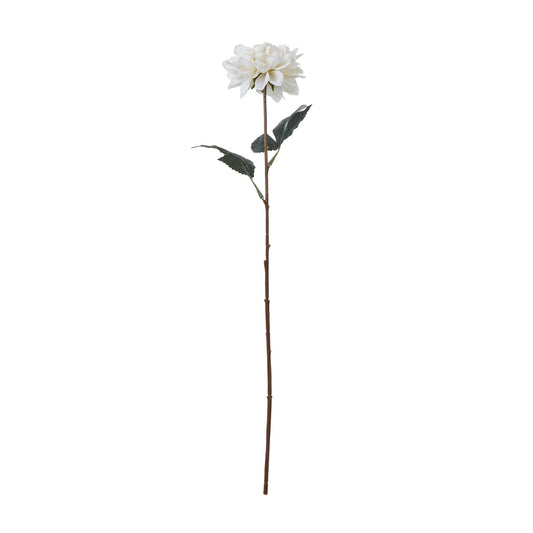 The Natural Garden Tall White Dahlia