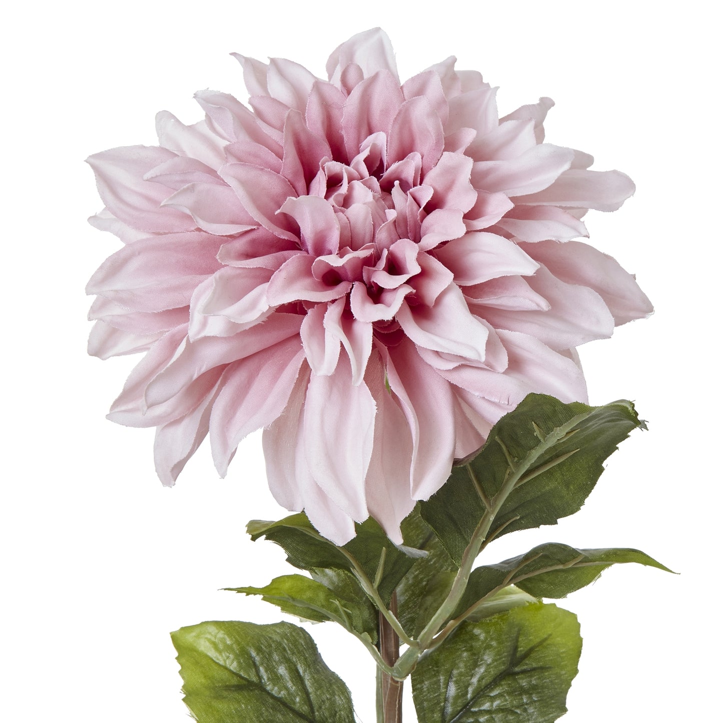 The Natural Garden Pink Dahlia