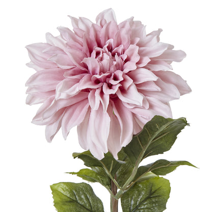 The Natural Garden Pink Dahlia