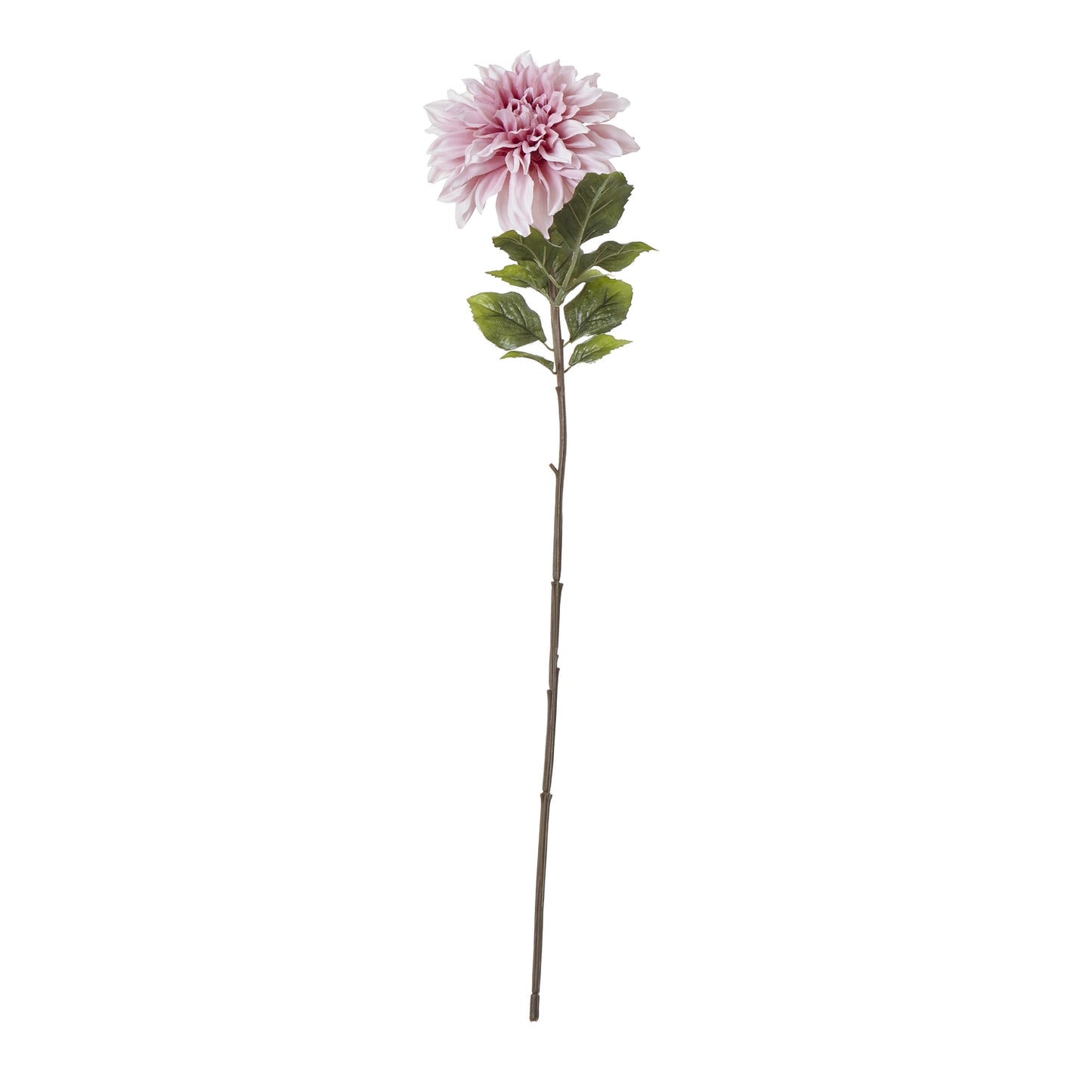 The Natural Garden Pink Dahlia