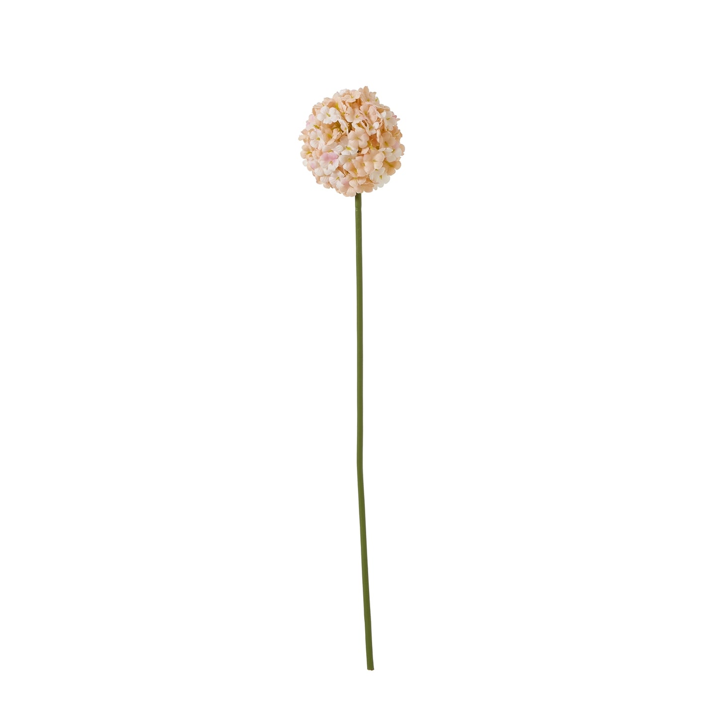 The Natural Garden White & Apricot Allium