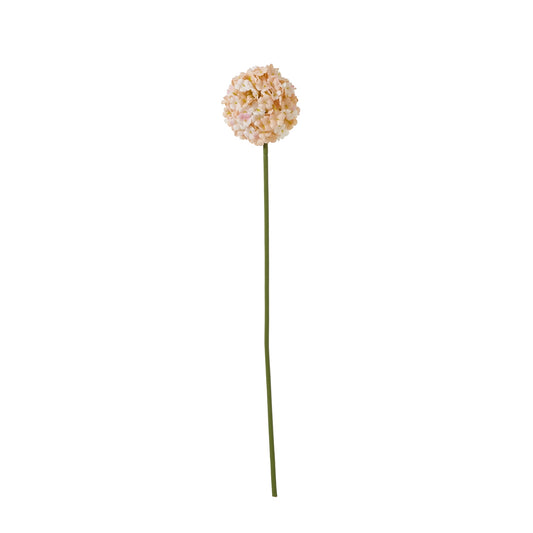 The Natural Garden White & Apricot Allium