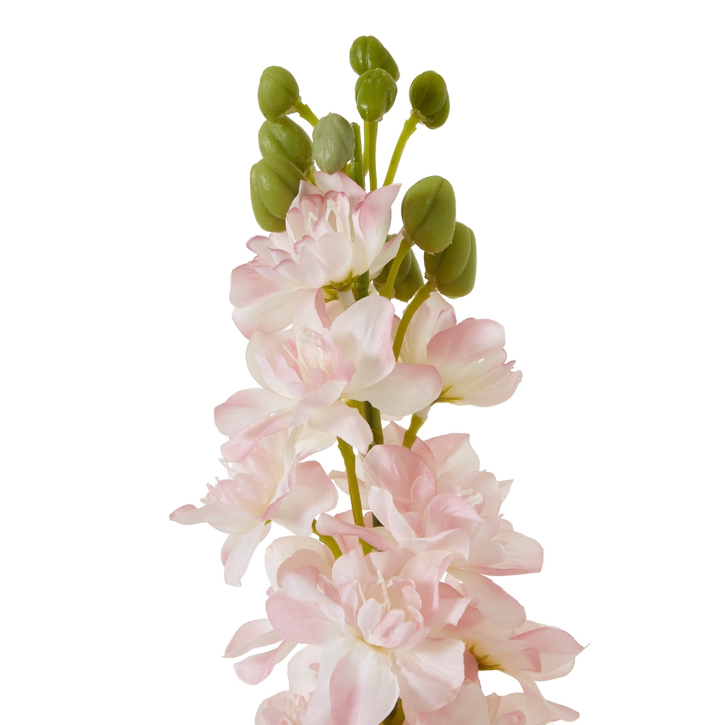 The Natural Garden Pink Elatum Delphinium