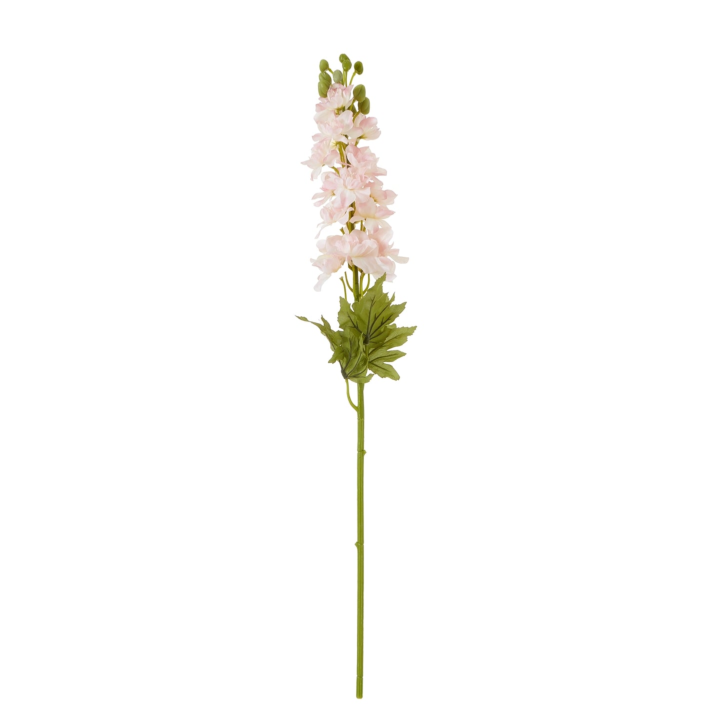 The Natural Garden Pink Elatum Delphinium
