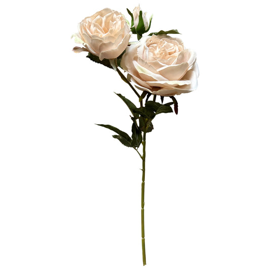 The Natural Garden Palest Blush Charity Rose