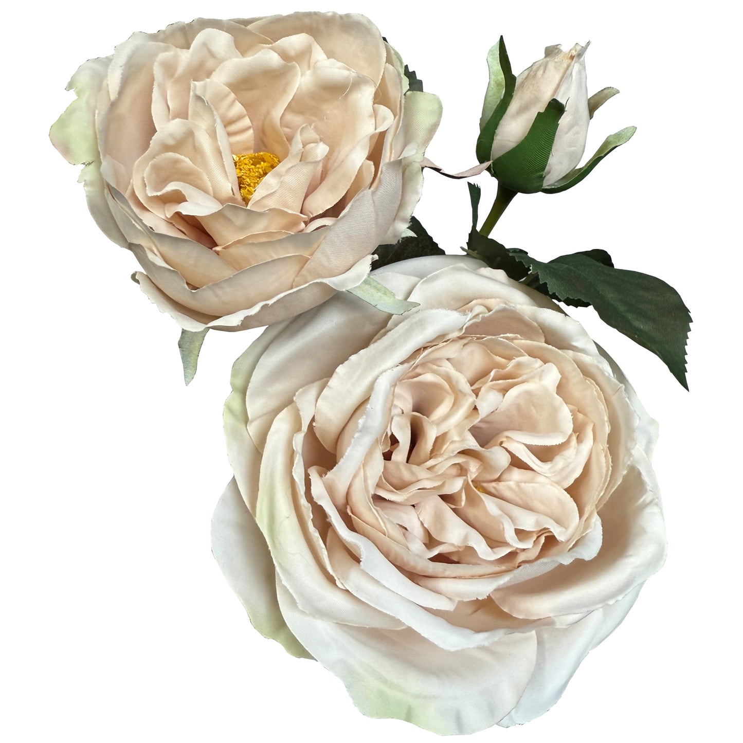 The Natural Garden Palest Blush Charity Rose