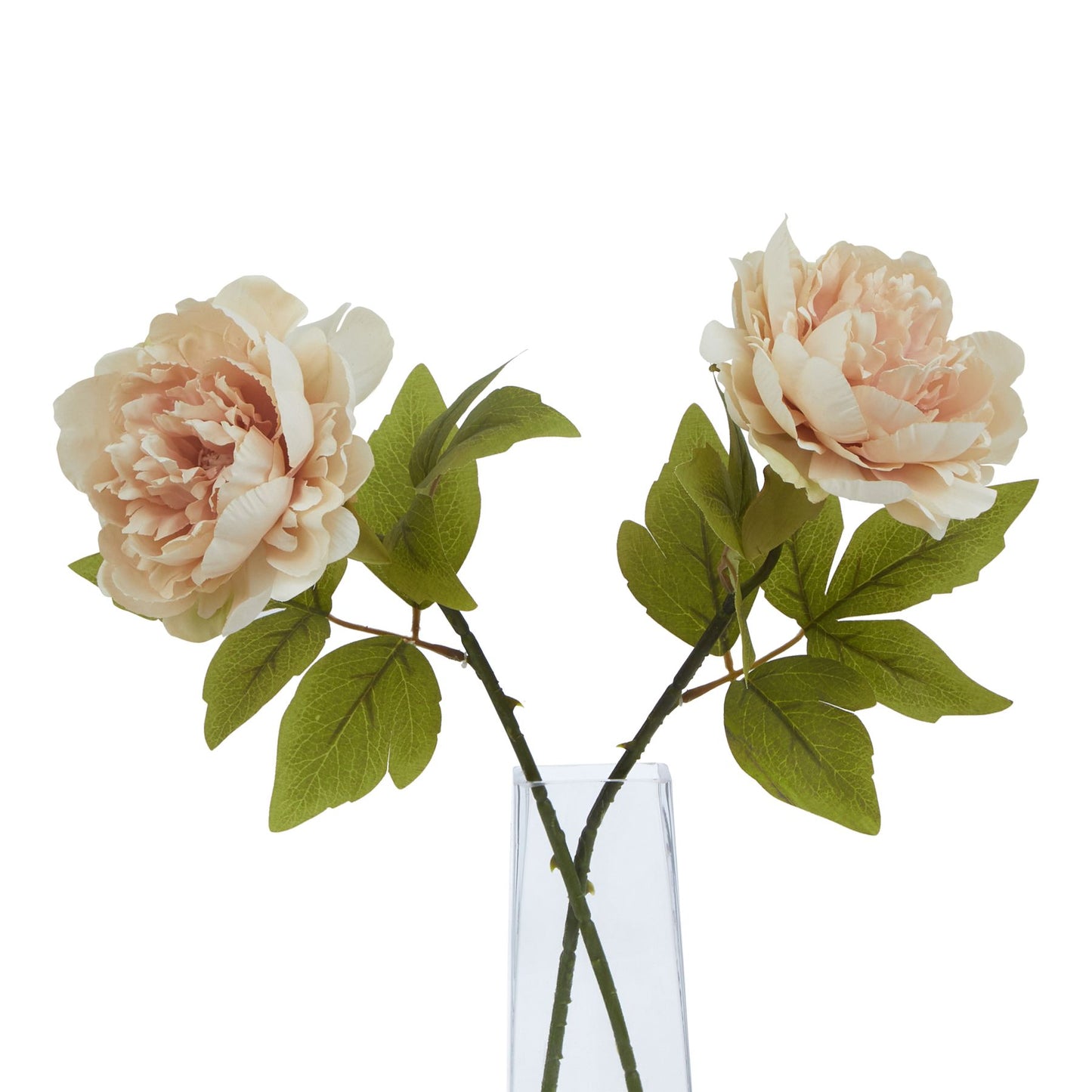 The Natural Garden Blush Peony