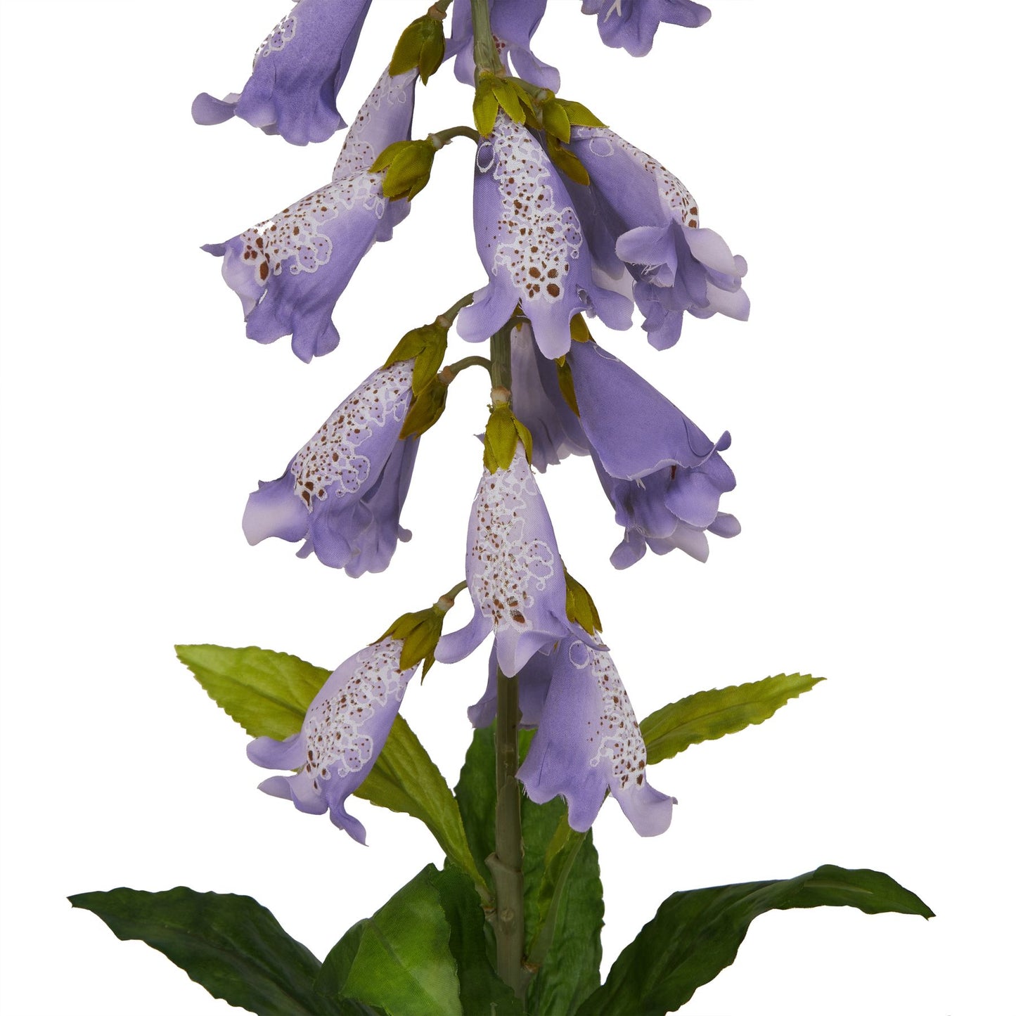 The Natural Garden Mauve Foxglove