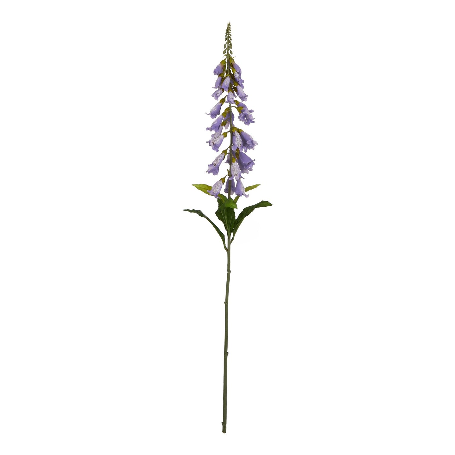 The Natural Garden Mauve Foxglove