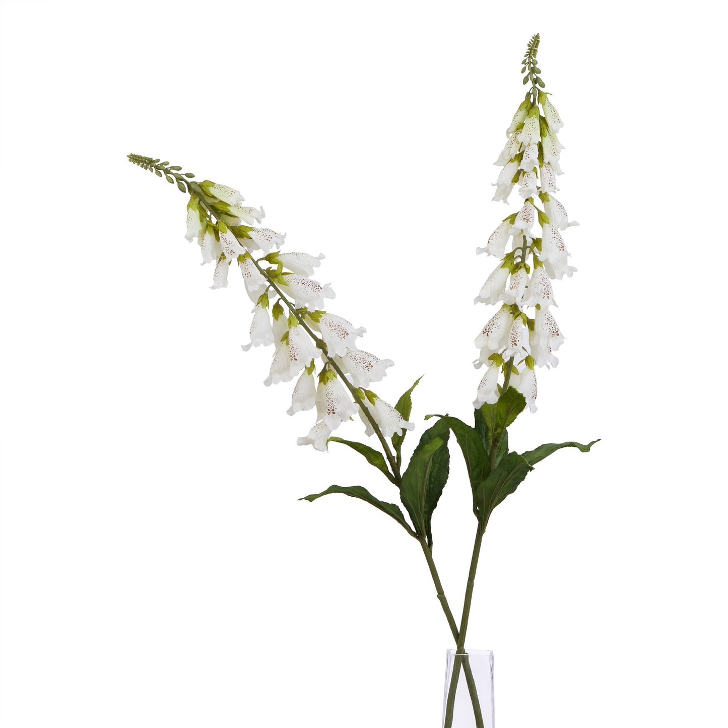 The Natural Garden White Foxglove