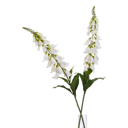 The Natural Garden White Foxglove