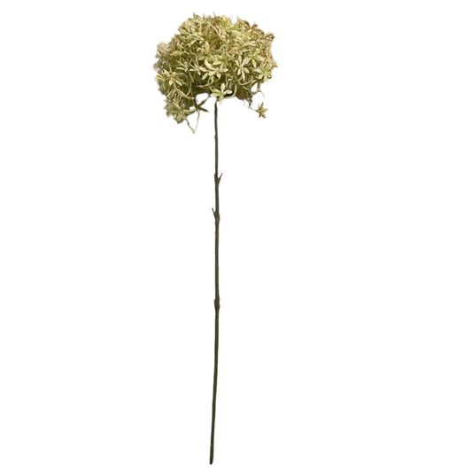Green And Beige Allium