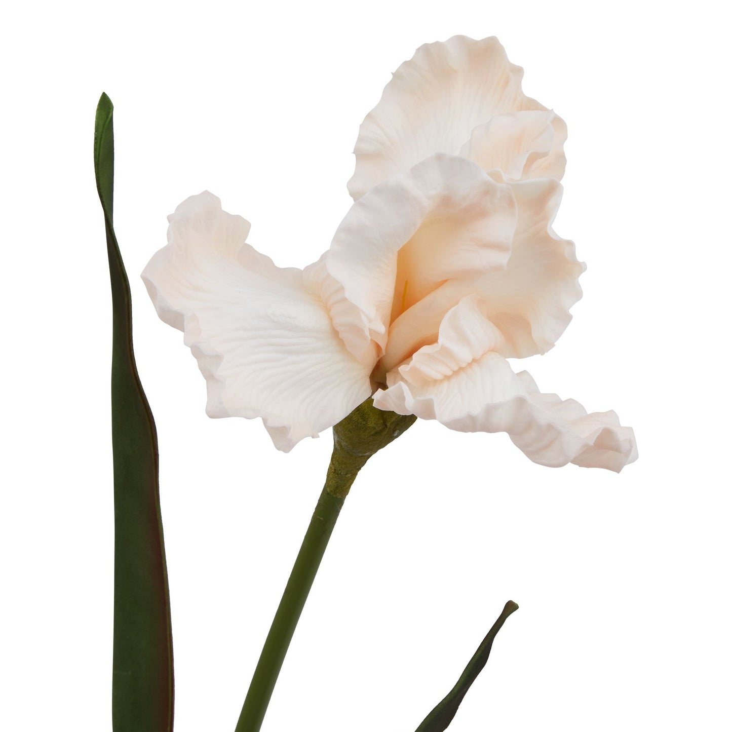 The Natural Garden Pale Apricot Fringed Iris