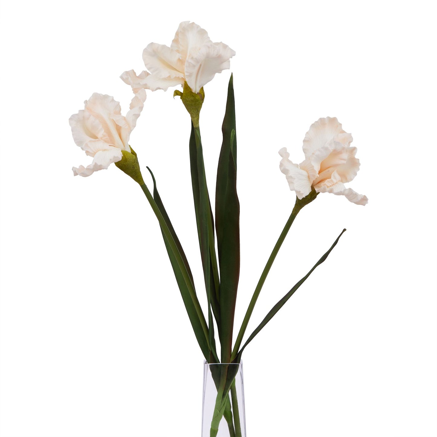 The Natural Garden Pale Apricot Fringed Iris