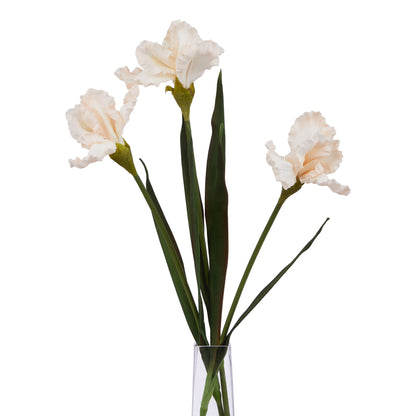 The Natural Garden Pale Apricot Fringed Iris