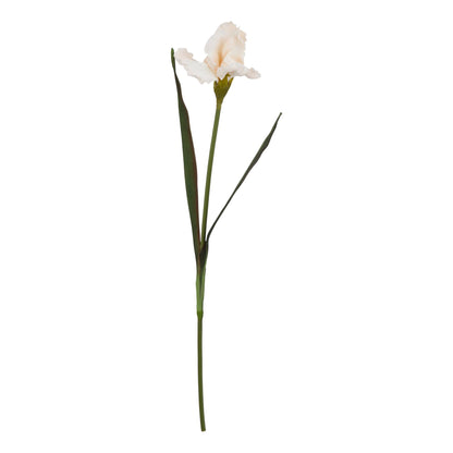 The Natural Garden Pale Apricot Fringed Iris