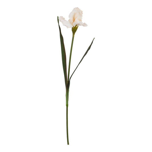 The Natural Garden Pale Apricot Fringed Iris