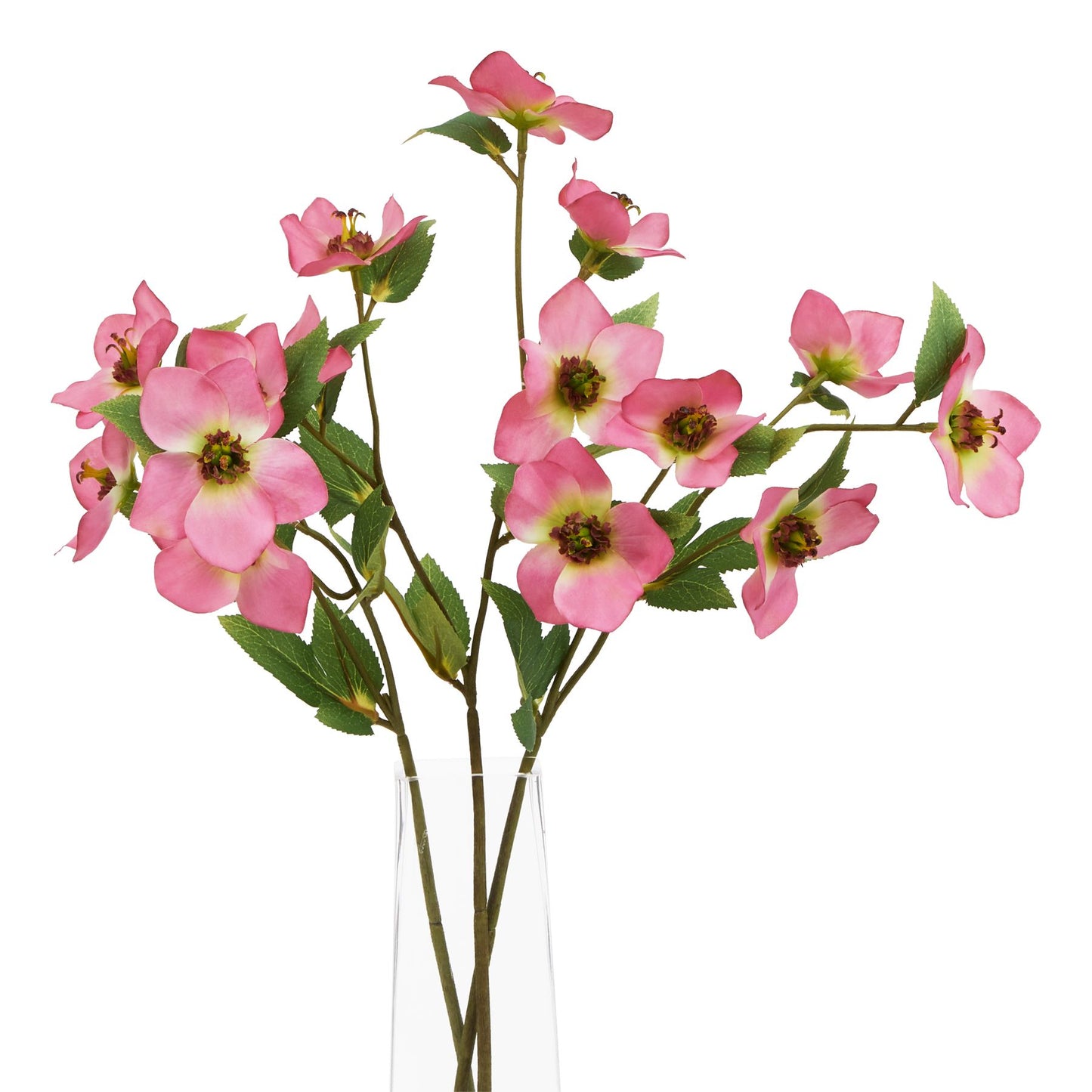 The Natural Garden Pink Varigated Hellibore