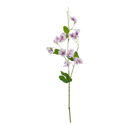 The Natural Garden Purple Sweetpea Stem