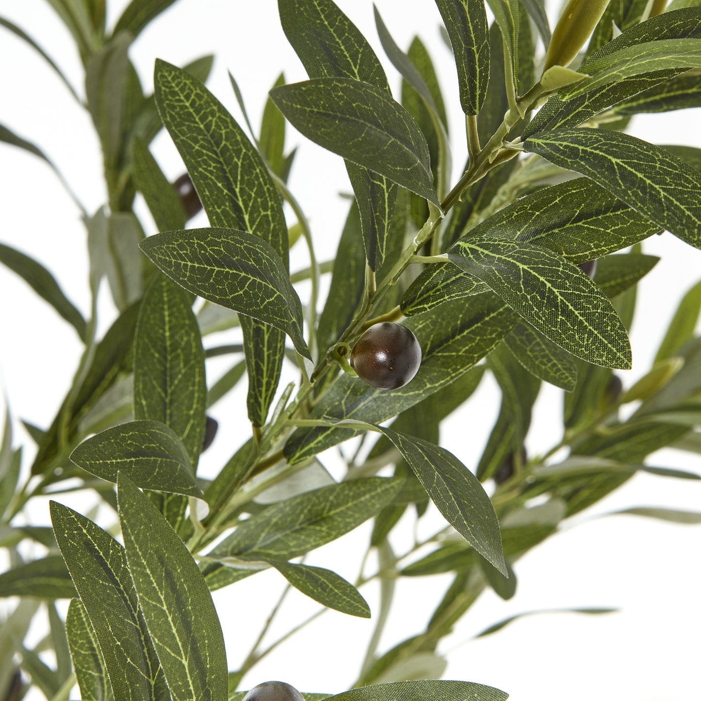 Apulia 180cm Olive Tree In White Pot