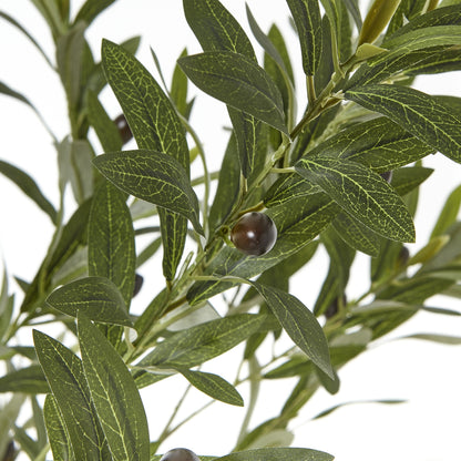 Apulia 180cm Olive Tree In White Pot