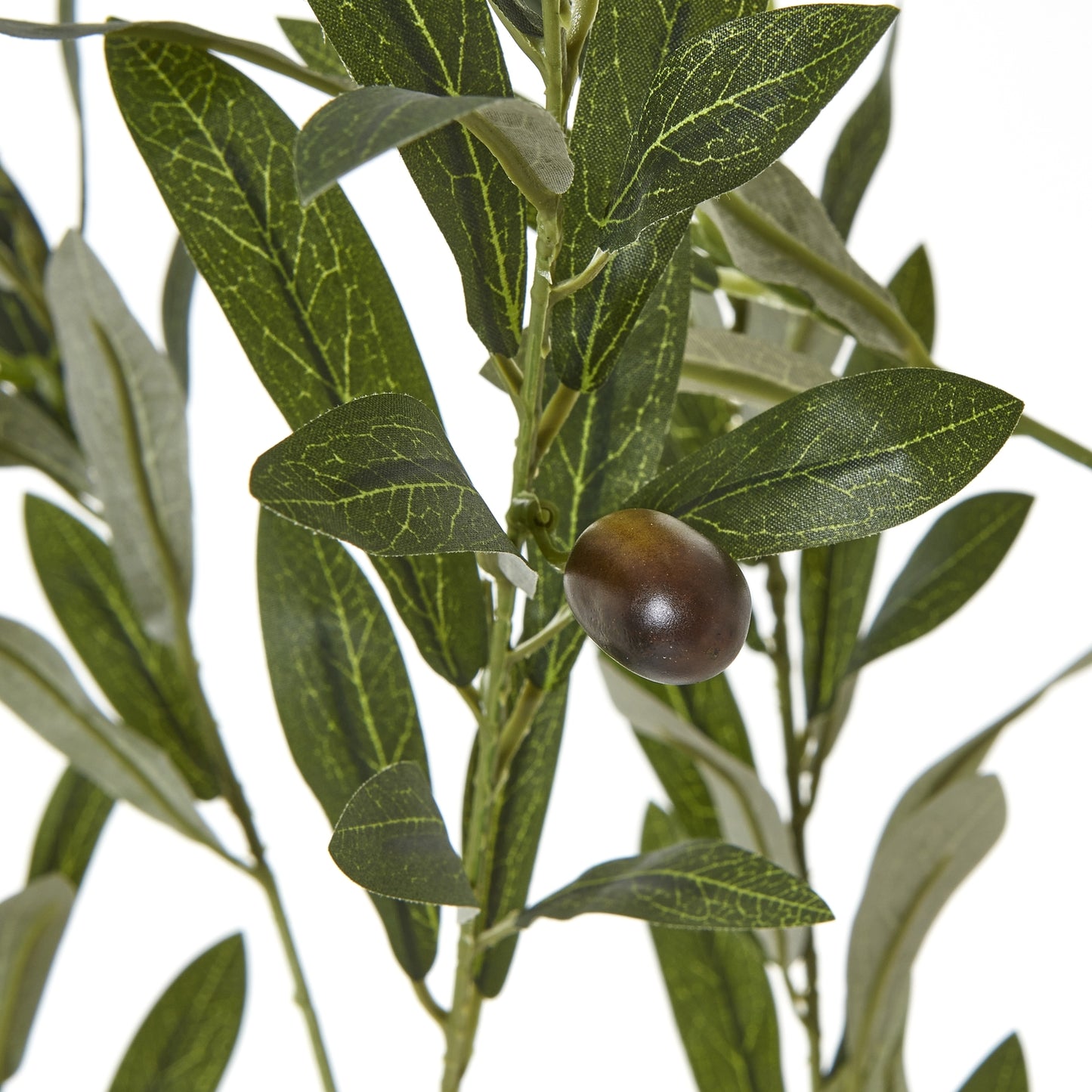 Apulia 180cm Olive Tree In White Pot