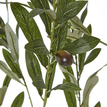 Apulia 180cm Olive Tree In White Pot