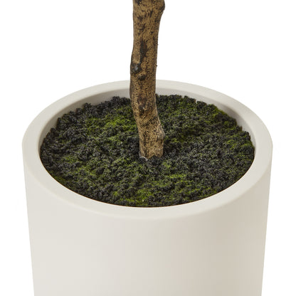 Apulia 180cm Olive Tree In White Pot
