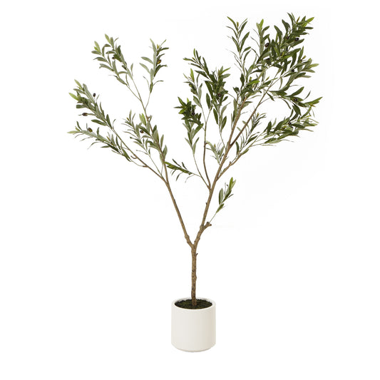 Apulia 180cm Olive Tree In White Pot