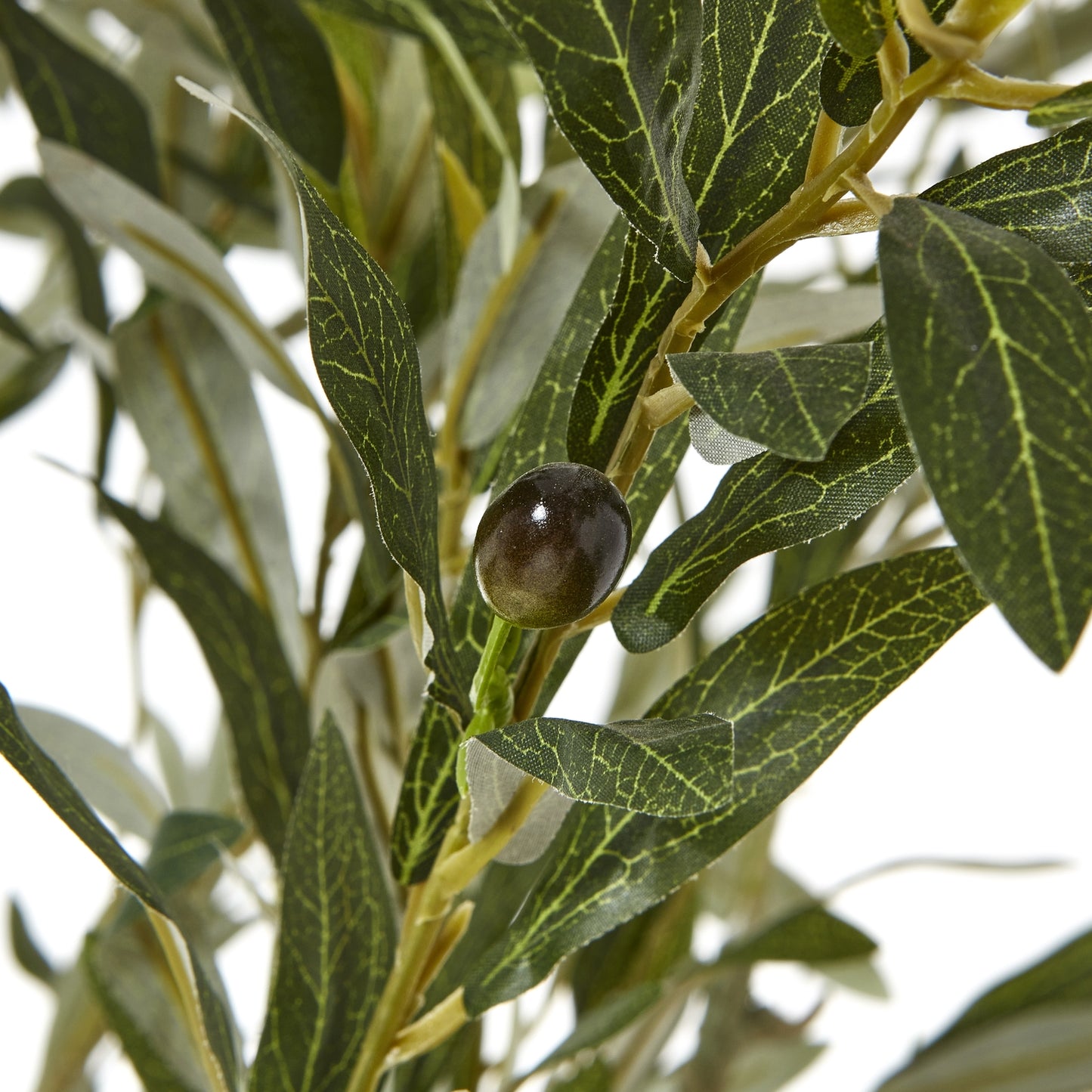 Apulia Olive Tree 210cm In White Pot