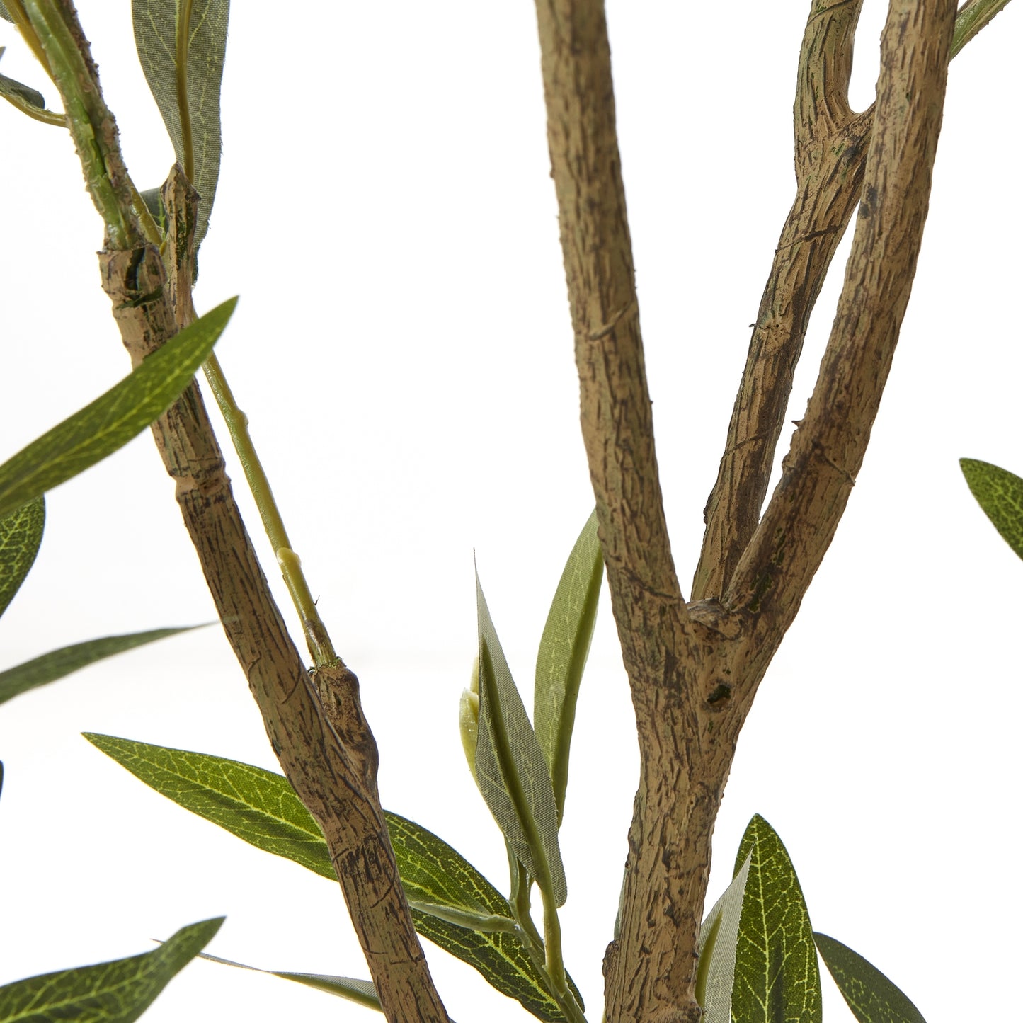 Apulia Olive Tree 210cm In White Pot
