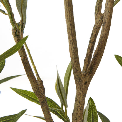 Apulia Olive Tree 210cm In White Pot