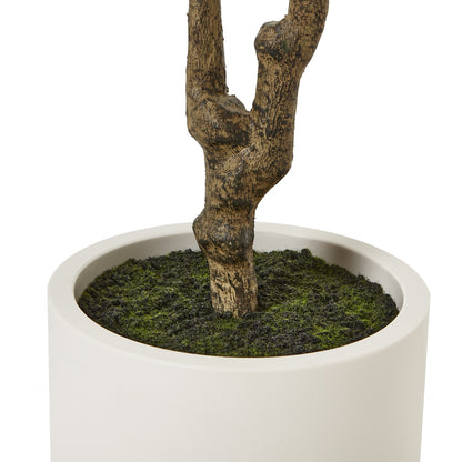 Apulia Olive Tree 210cm In White Pot