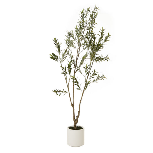 Apulia Olive Tree 210cm In White Pot