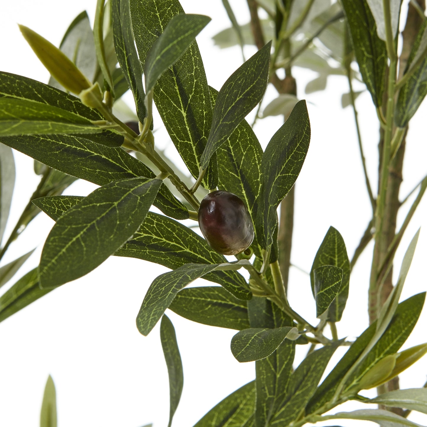 Apulia 200cm Olive Tree In White Pot