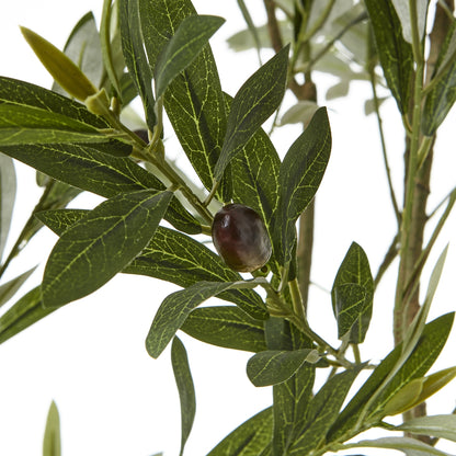 Apulia 200cm Olive Tree In White Pot