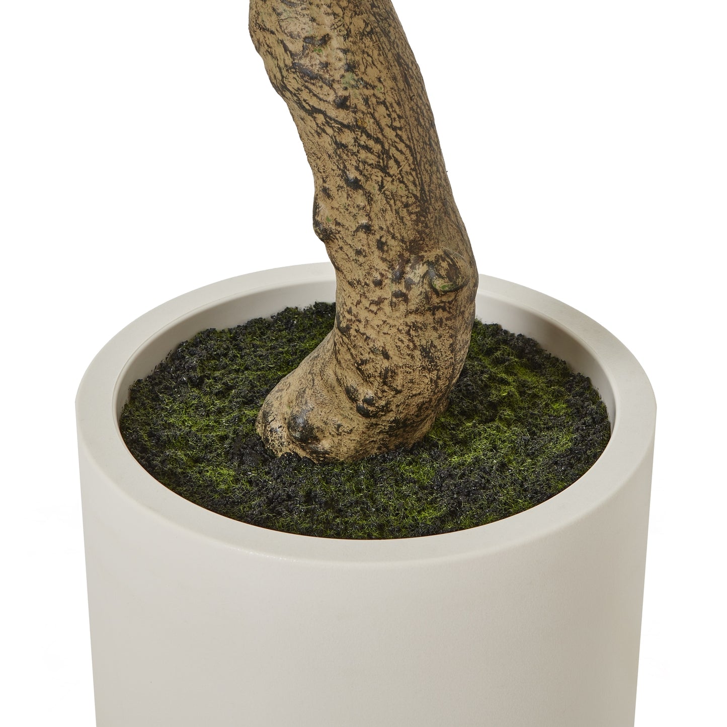 Apulia 200cm Olive Tree In White Pot