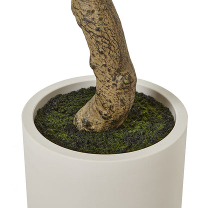 Apulia 200cm Olive Tree In White Pot