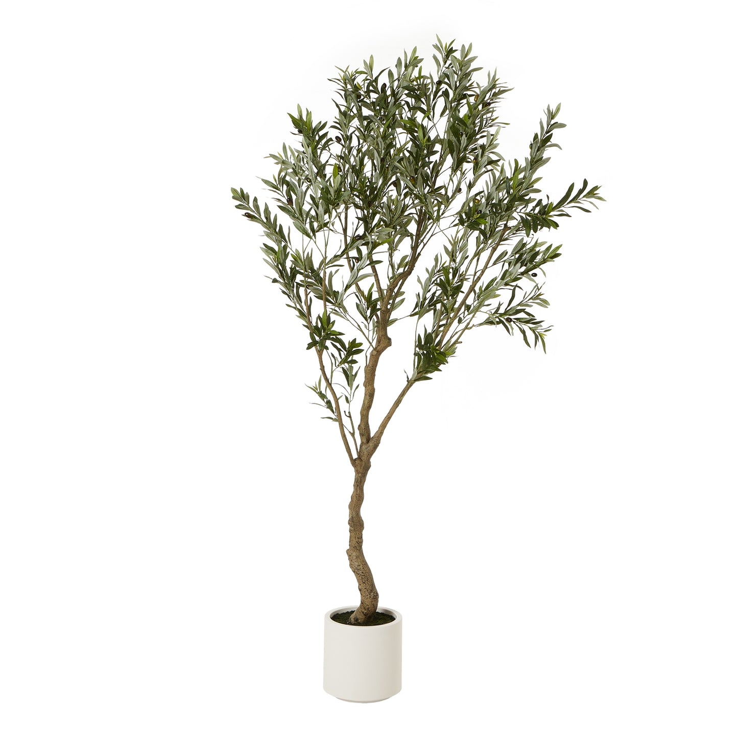 Apulia 200cm Olive Tree In White Pot