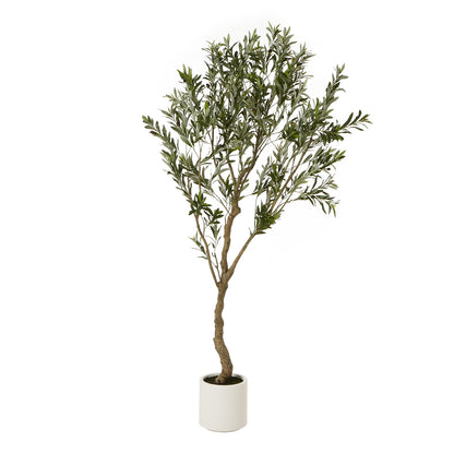 Apulia 200cm Olive Tree In White Pot
