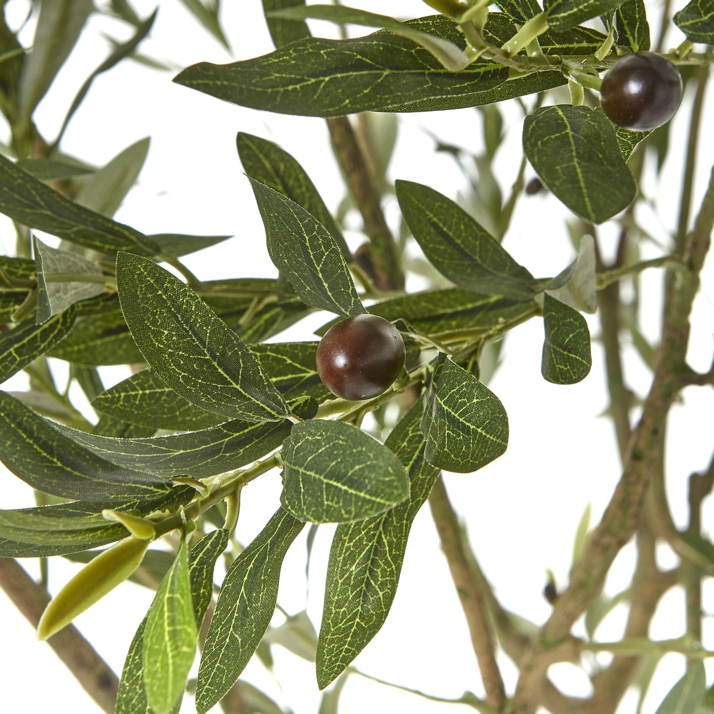 Apulia Olive Tree 240cm In White Pot