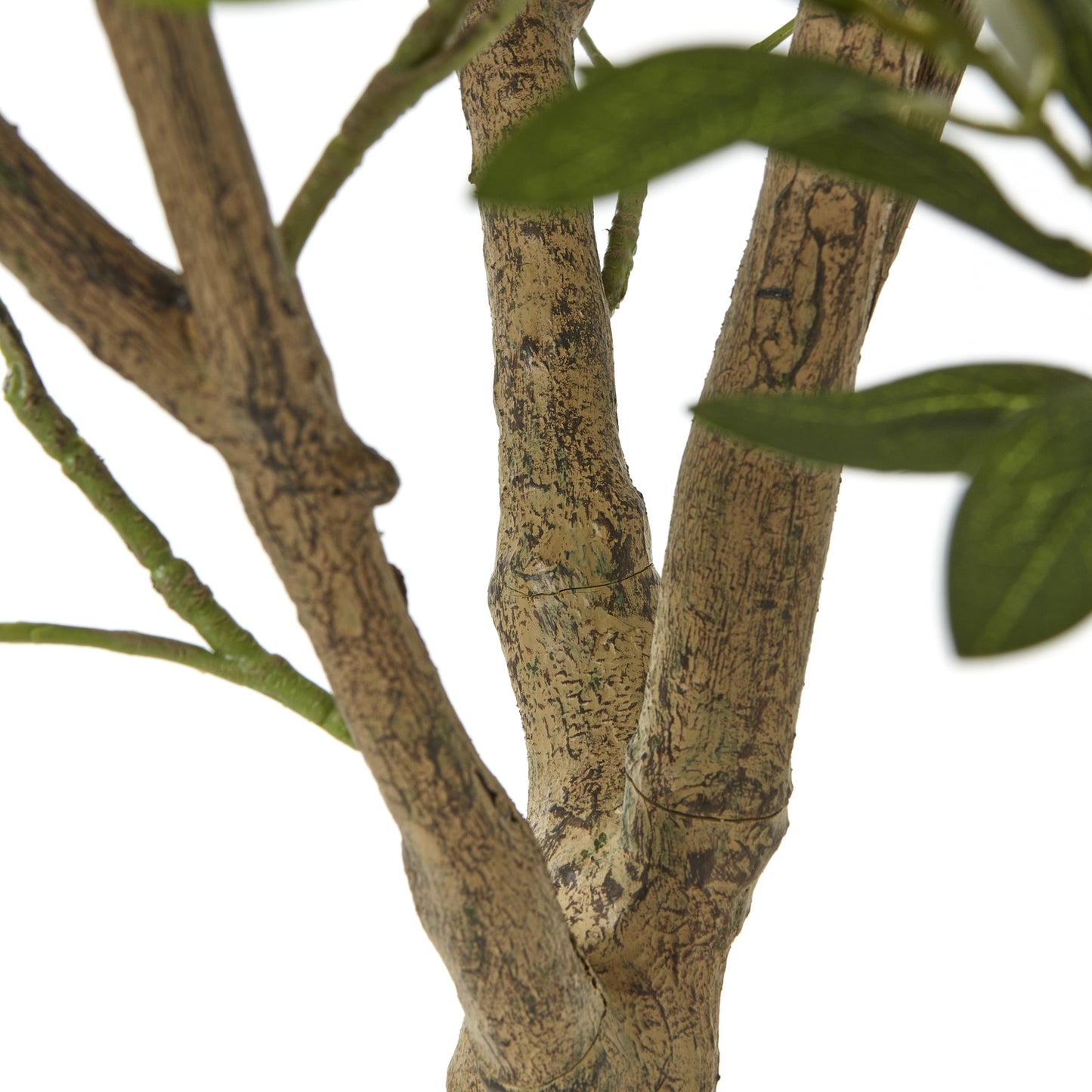 Apulia Olive Tree 240cm In White Pot
