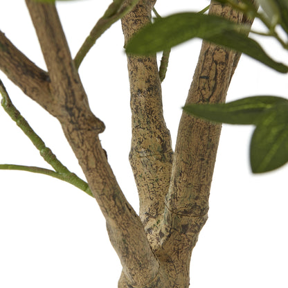Apulia Olive Tree 240cm In White Pot