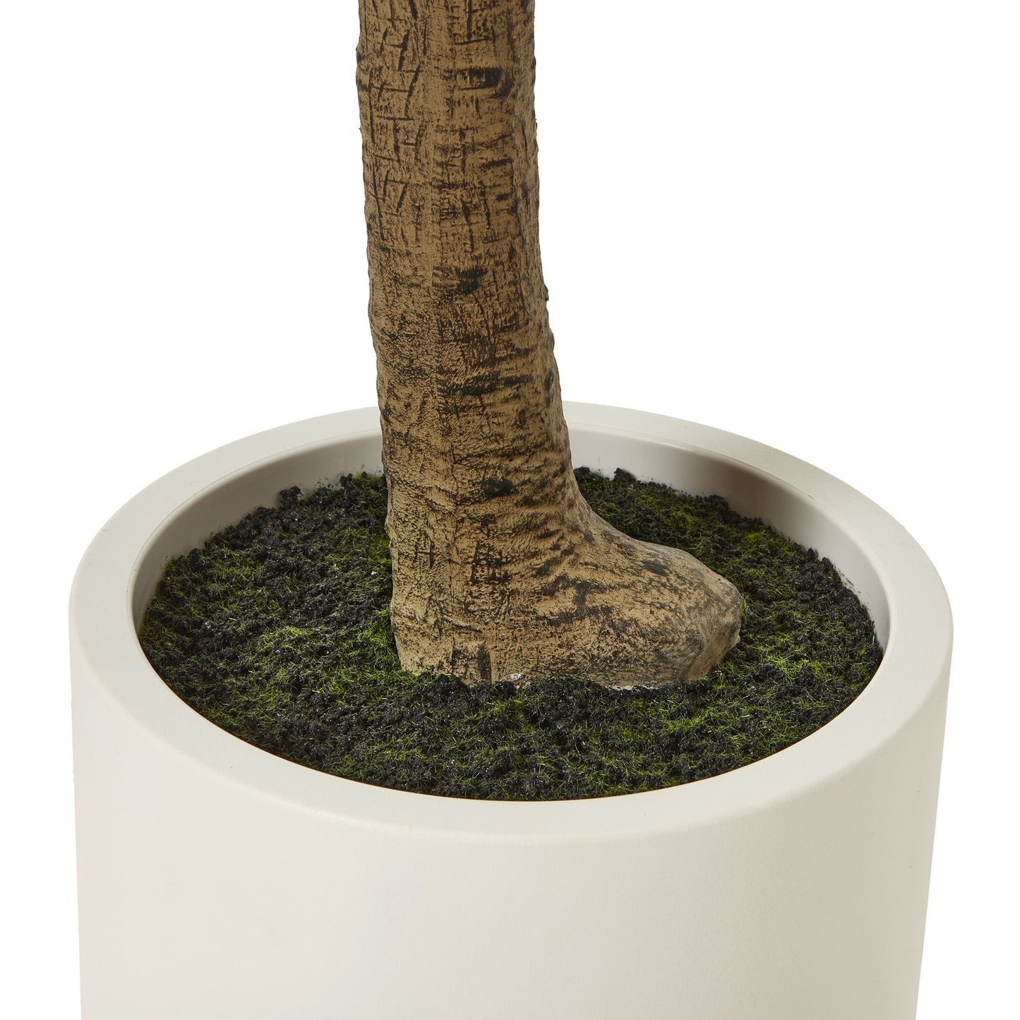 Apulia Olive Tree 240cm In White Pot